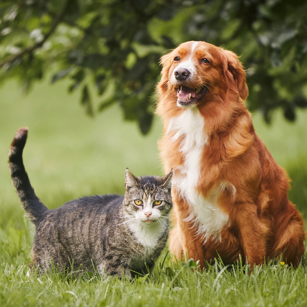 About Peaceful Shores Veterinary Hospice - photo of Cat and Dog outside