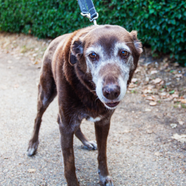 How do you know it's time for hospice or euthanasia? Photo of Elderly dog