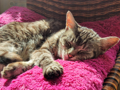At-home veterinary euthanasia services. Sleeping cat.