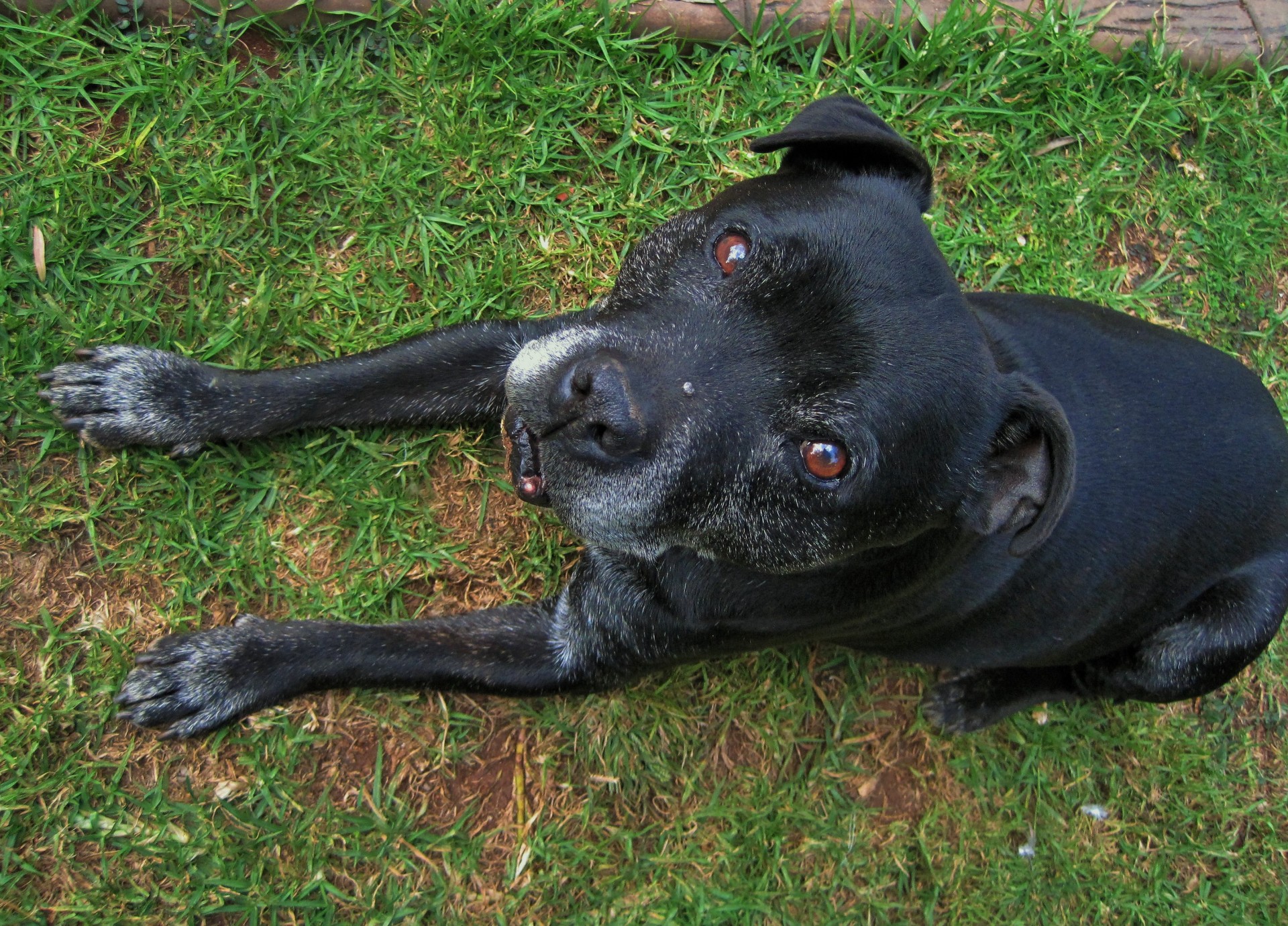Elderly dog